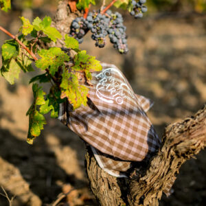 Cantine Erario