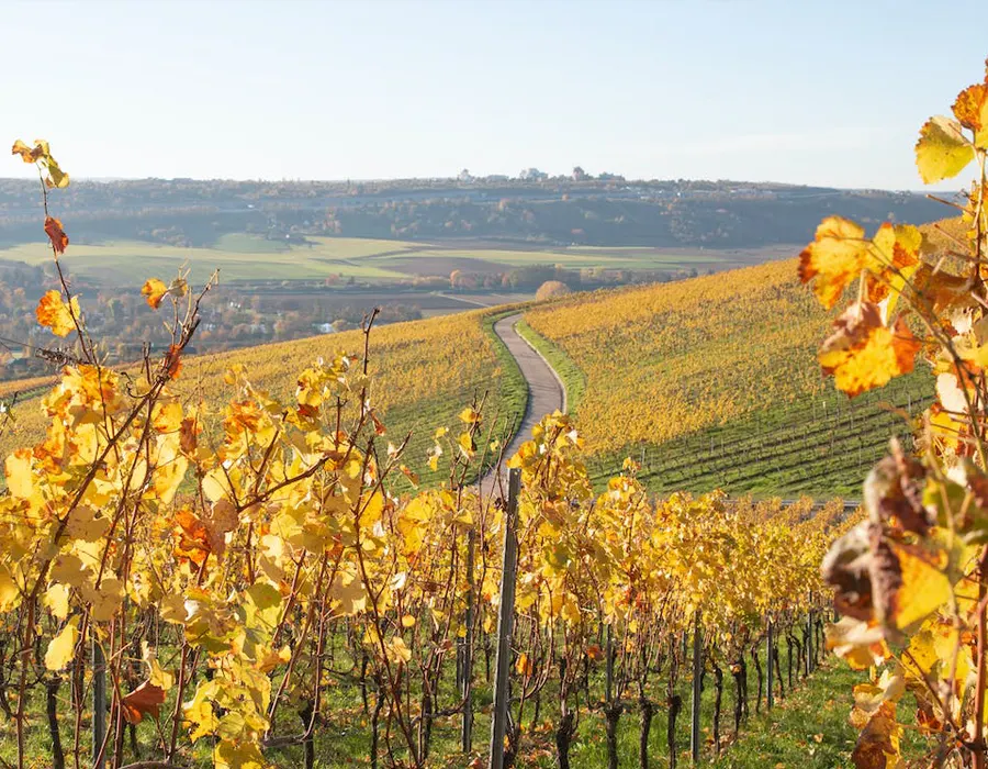 Inserisci i dati della tua Cantina e inviali a Wine Village