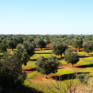 Agricola Pliniana