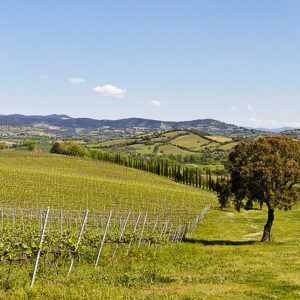 Cantina Vignaioli Scansano