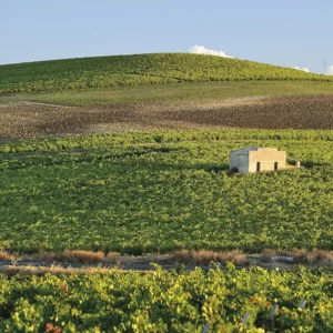 Cantine Europa