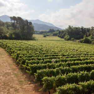 Cantine Lunae
