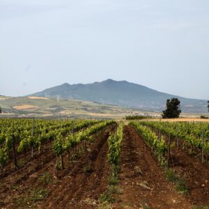 Vitis in Vulture