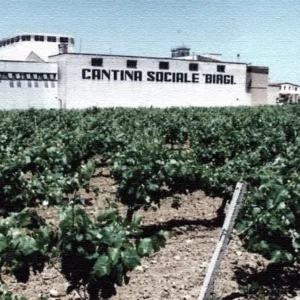 Cantina sociale Birgi