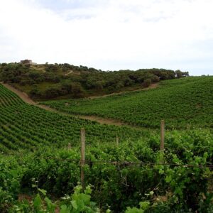Cantina Gallura