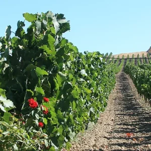 Cantine Pauli's di Monserrato