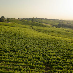 Colli Piacentini DOC