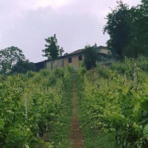 Passerini