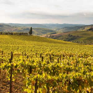 Cantina Vini tipici dell'Aretino
