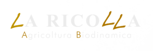 BZ6-LOGO-1-300×101