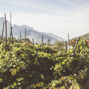 Cantina Tagliafierro