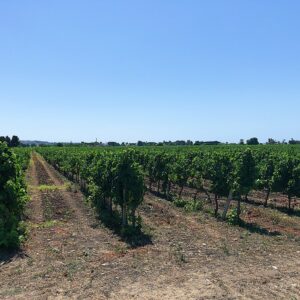 Cantina Gulino