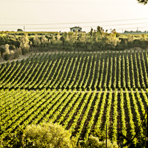 Battifarano