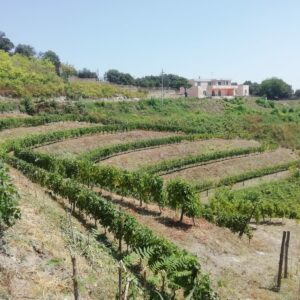 Federiciane Monteleone