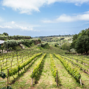 cantine-Benvenuto_008