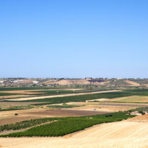 Cantine Barbera