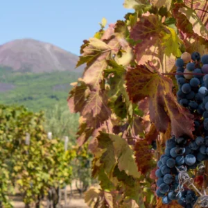 Cantine del Vesuvio