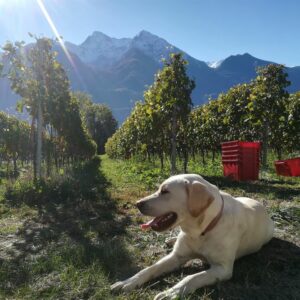 Noussan Vini