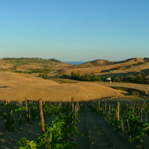 Cantine Lavorata
