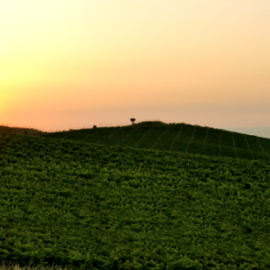 Brigante Vigneti & Cantina