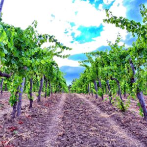 Cantine Ruggiero