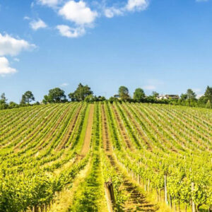Cantina Masicei
