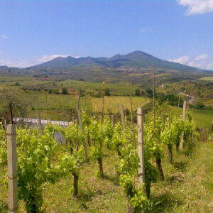 Azienda Agricola Michele Laluce