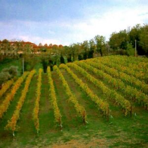 Fattoria Ca' Rossa