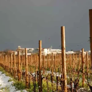 La Vinarte